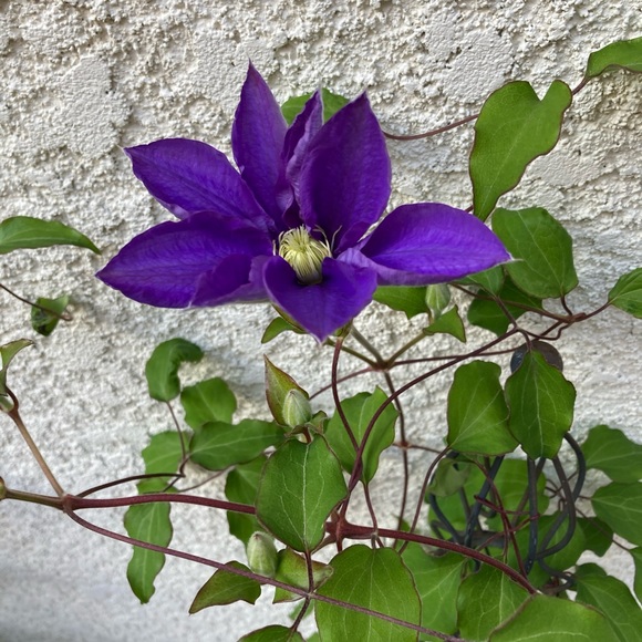 Meet your Posher, Ms Montara Beach - Picture 2 of 16